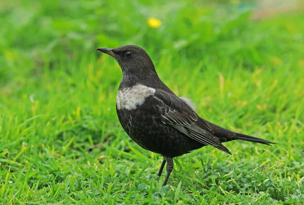 Ring Ouzel shutterstock_1587980233.jpg
