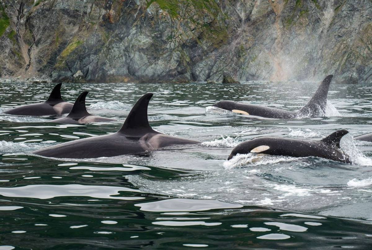 Orcas, Kamchatka, Russia Shutterstock 751182835