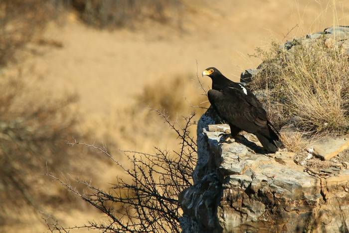 Verreaux's Eagle