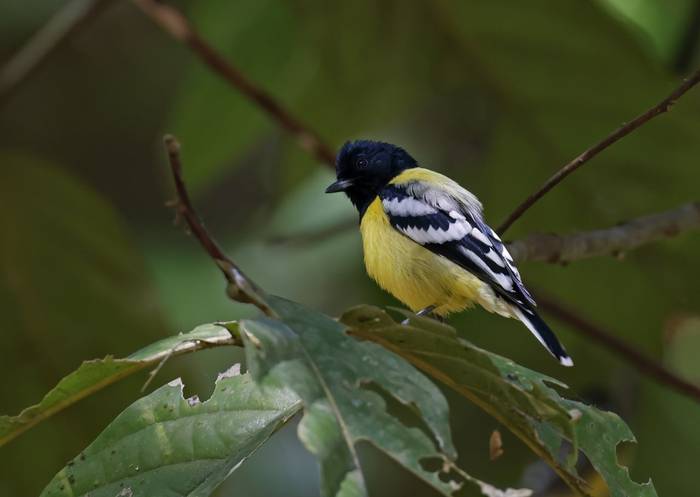 Palawan Tit (Palawan)