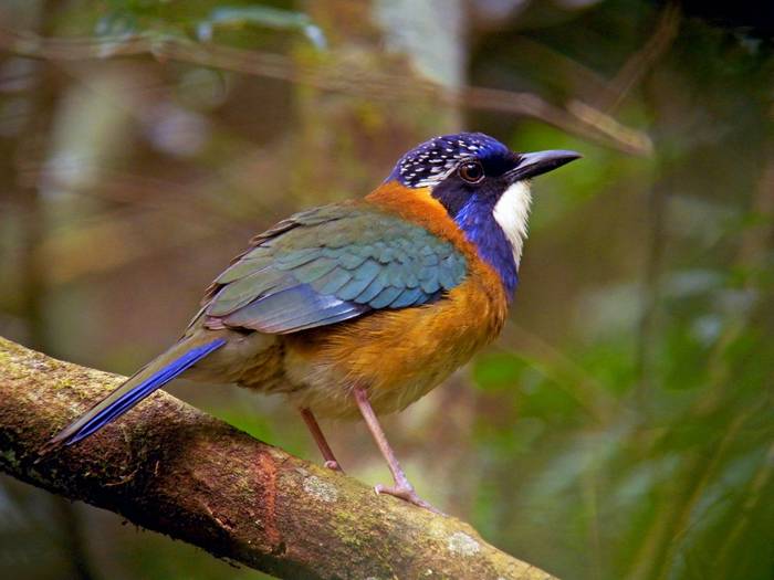 Pitta-like Ground-Roller Madagascar shutterstock_1299742528.jpg