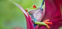Red-eyed tree frog Costa Rica