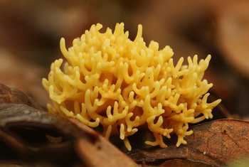 Meadow Coral