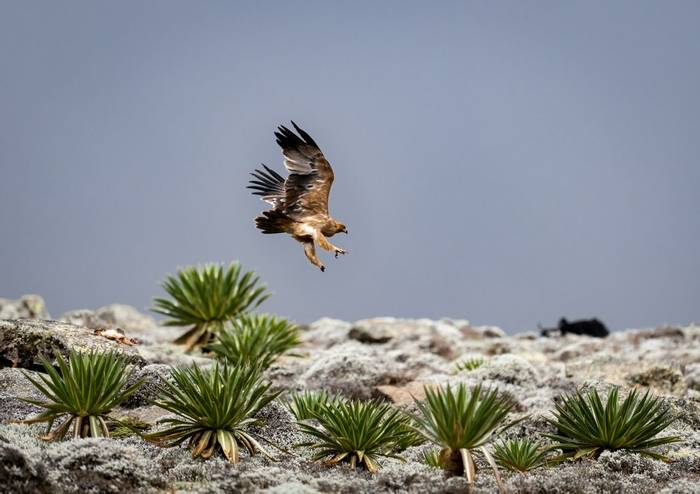 Tawny Eagle © Yvonne Levene