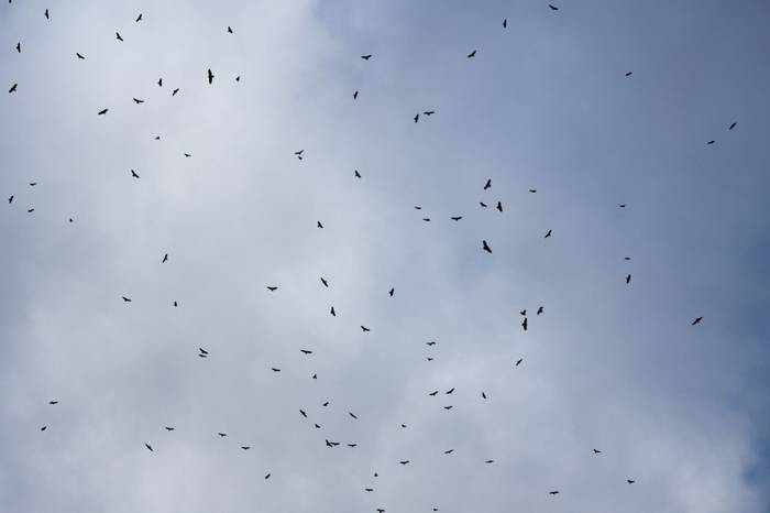 A sky full of raptors by Jim Bennett