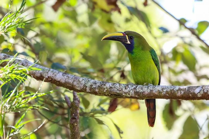 Emerald Toucanet, Costa Rica Shutterstock 540355333