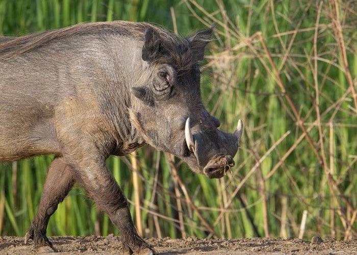 Warthog, Ian Curran.jpg