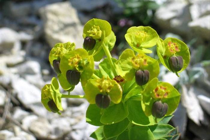 Upright myrtle Spurge, Euphorbia rigida (Paul Harmes)