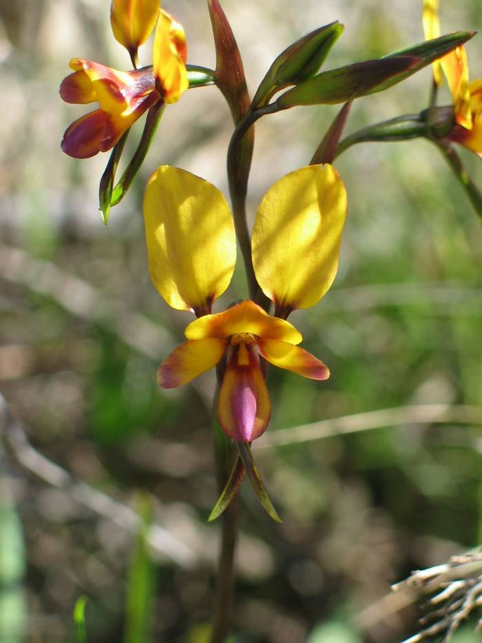 Diurus corymbosa - Common Donkey Orchid