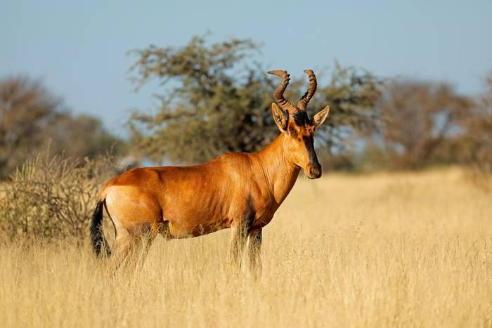 Red Hartebeest, Namibia shutterstock_2292944581.jpg