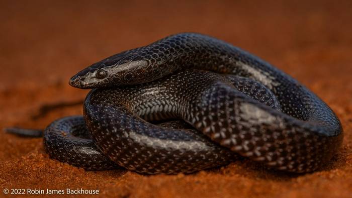 Flat-snouted Wolf Snake (Lycophidion depressirostre) © Robin James Backhouse