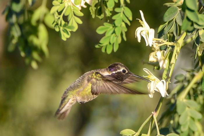 Costa's Hummingbird (Tim Melling) .jpg