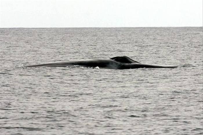 Blue Whale (Peter Dunn)
