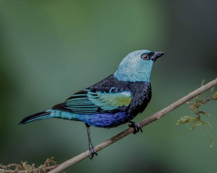 Blue-necked Tanager © Francisco Munoz.jpg