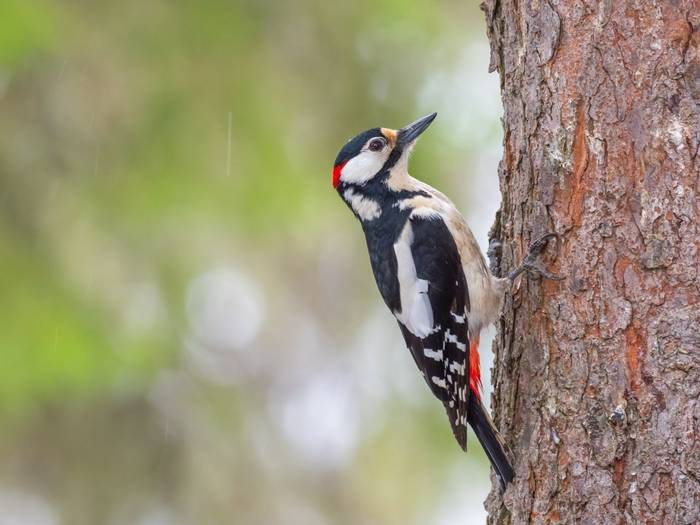 Great-spotted Woodpecker shutterstock_1221612649.jpg