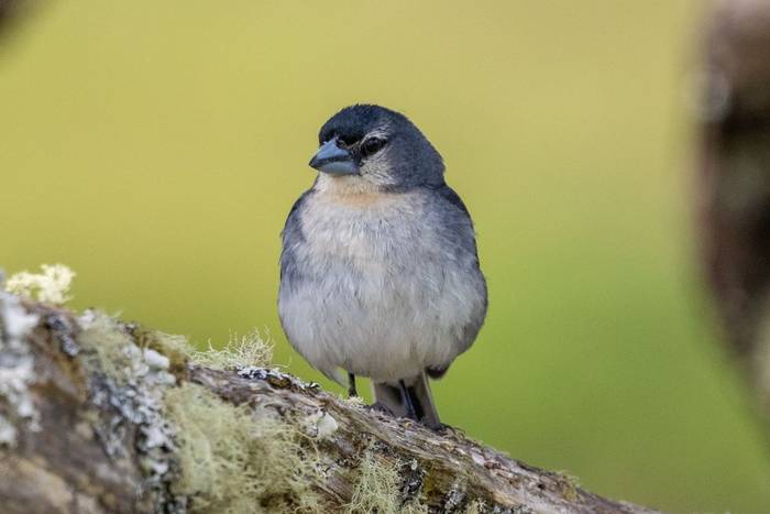 Azores Chaffinch (Sara Frost).jpg
