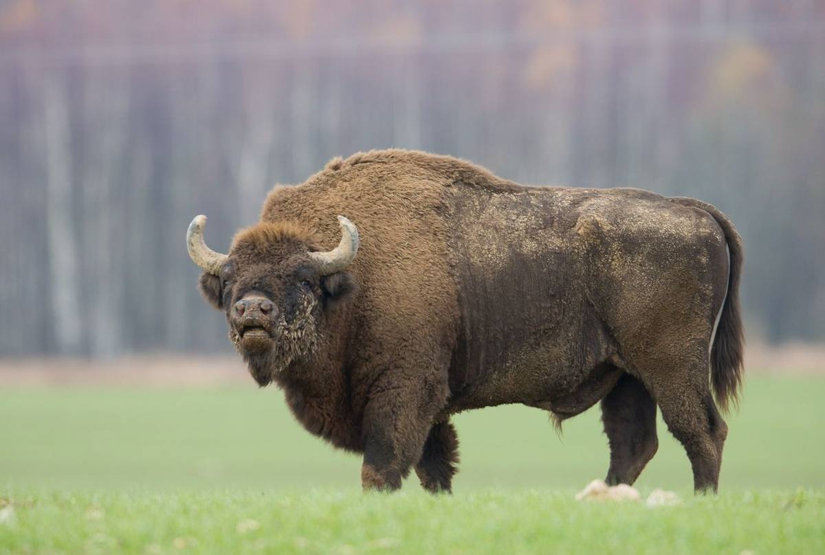 European Bison, Bialowieza, Poland Shutterstock 543927949