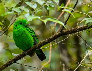 Birding Borneo - The Best of Sabah
