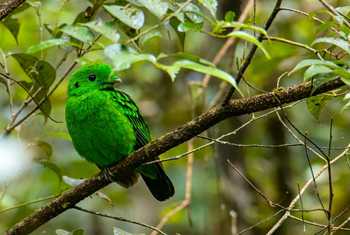 Whitehead's Broadbill