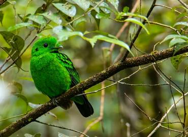 Birding Borneo - The Best of Sabah