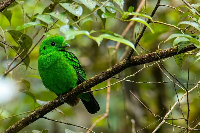 Whitehead's Broadbill