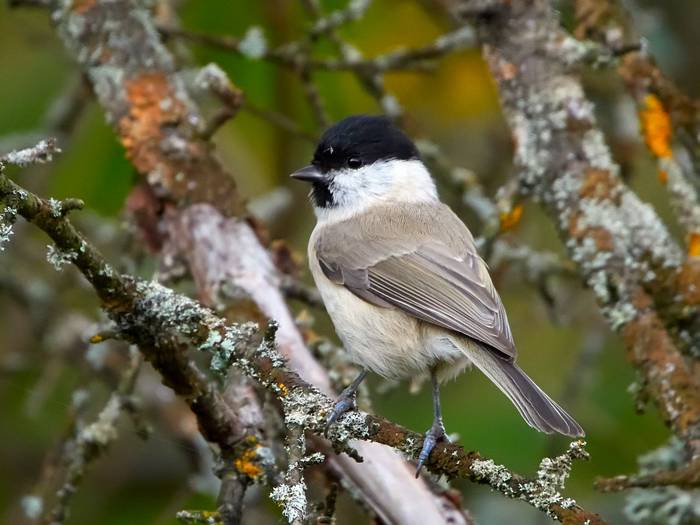 Marsh Tit shutterstock_1947493777.jpg