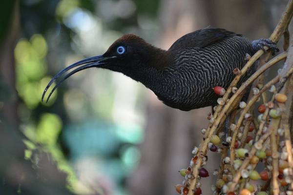 Brown-Sicklebill,-Papua-New-Guinea-shutterstock_1390199744.jpg