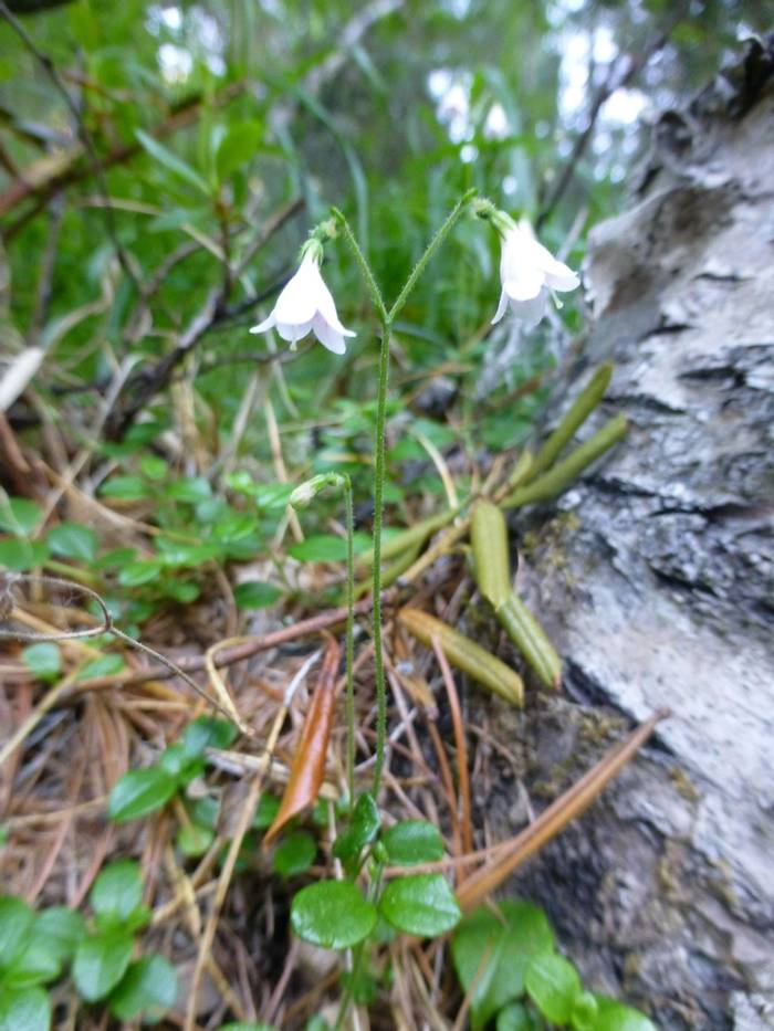 Linnaea borealis (Twin flower) (Kerrie Porteous)