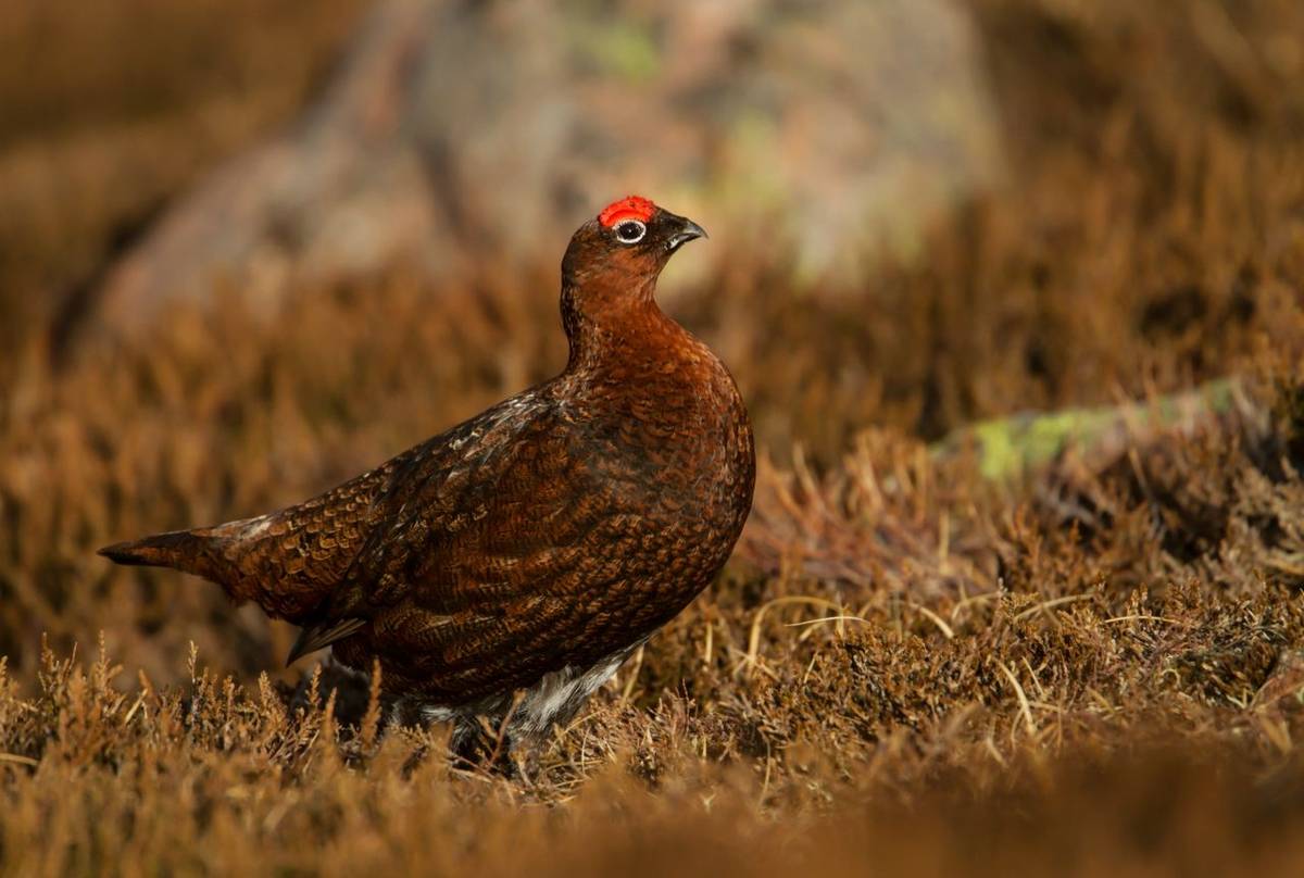 Red Grouse shutterstock_651105808.jpg