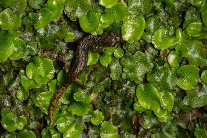 Italian Cave Salamander (Speleomantes italicus) © Simone Giachello