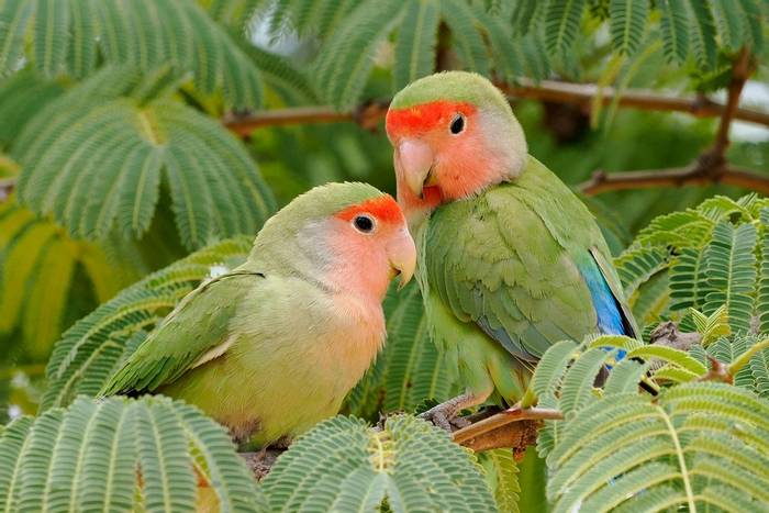Rosy-faced Lovebirds ® Malcolm Schuyl
