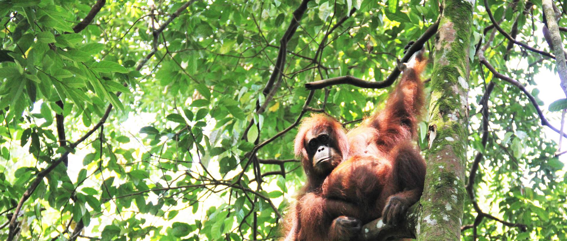 Orangutan, Sumatra