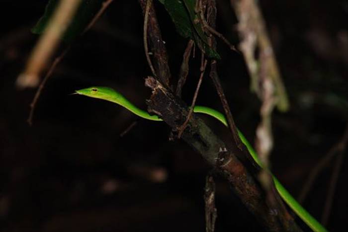 Green Vine Snake, Sinharaja Forest (Thomas Mills)