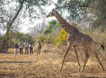 Zambia on Foot - Ultimate Africa!