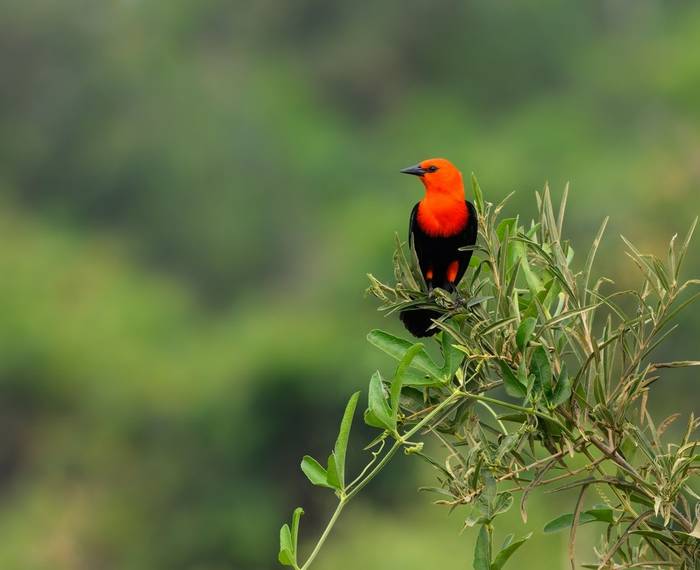 Scarlet-headed Blackbird, Paraguay shutterstock_2244240649.jpg