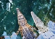 Crocodile