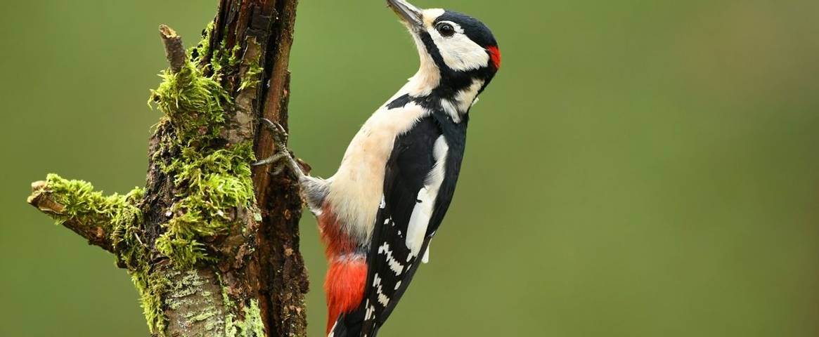 Listen out for the "hammering" of the Great Spotted Woodpecker in woodland areas