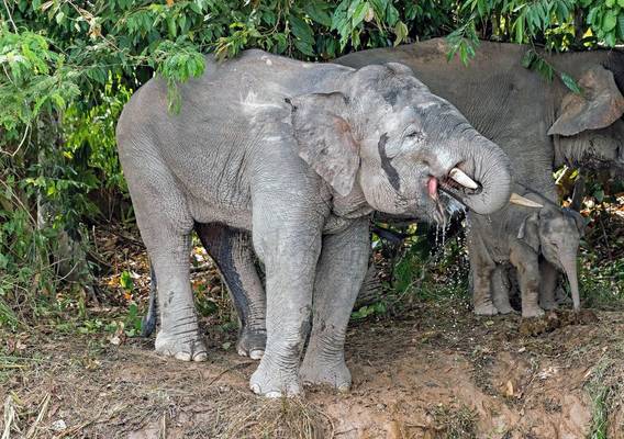 Borneo Pygmy Elephant (Clive Turnbull)