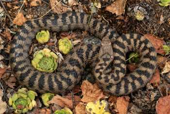 Asp Viper (Vipera aspis aspis) © Simone Giachello