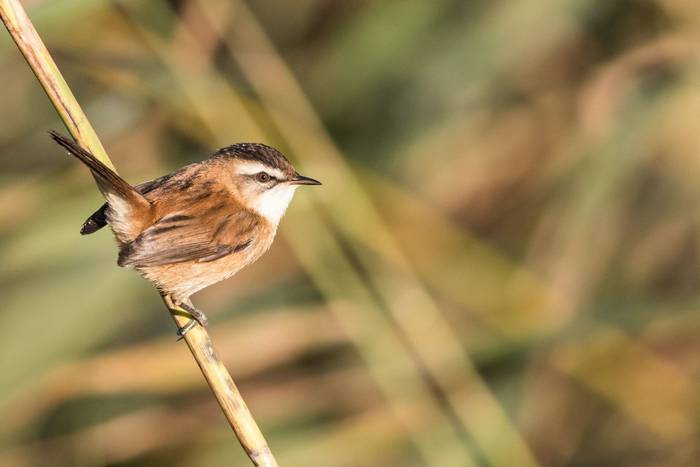 Moustached Warbler shutterstock_1156152274.jpg