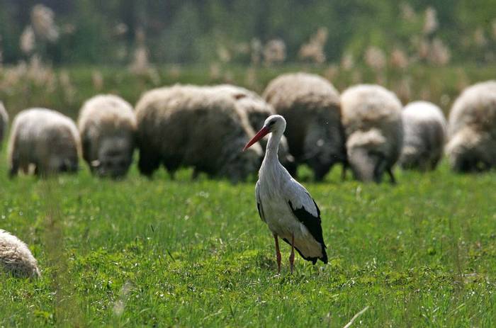 White Stork (Mati Kose)