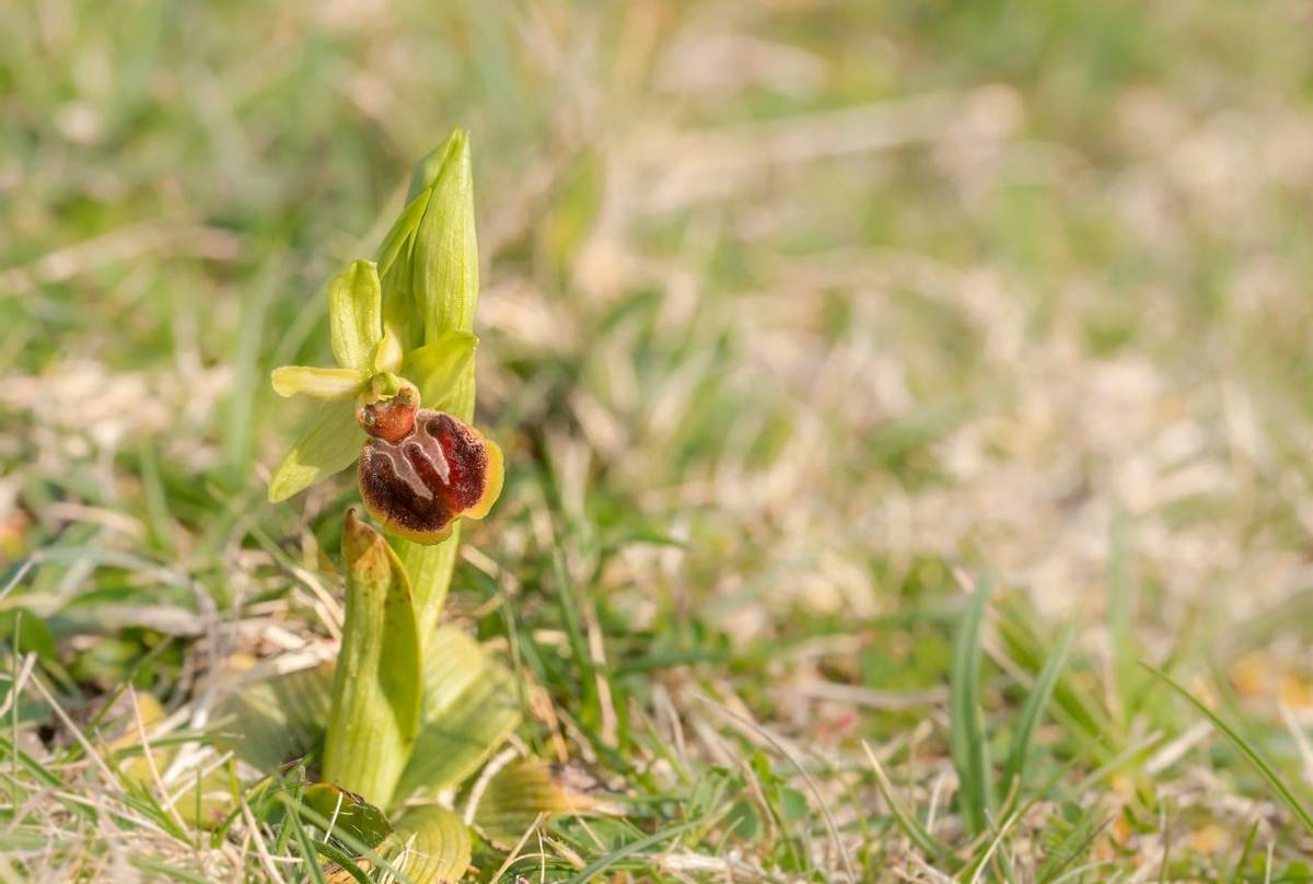 Early Spider Orchid shutterstock_1077944600.jpg