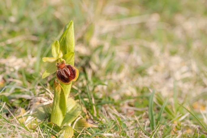 Early Spider Orchid shutterstock_1077944600.jpg