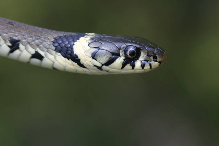 Grass Snake (Male), Josh Phangurha