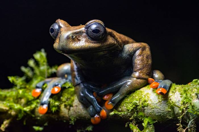 Linda's Treefrog (Hyloscirtus lindae) © Sebastian Valverde