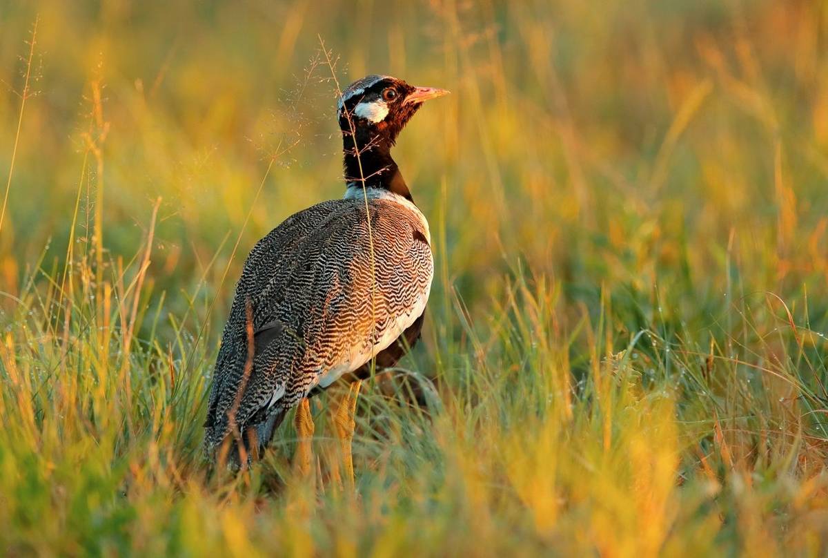 Southern Black Korhaan shutterstock_1233318244.jpg