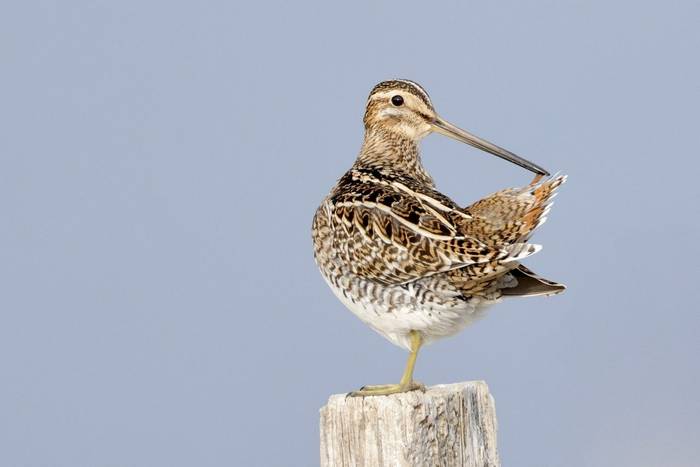 Common Snipe (Dave Jackson)