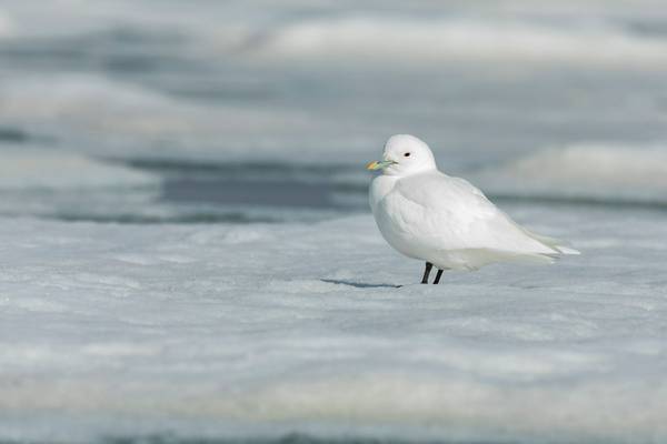 Ivory Gull shutterstock_1295477371.jpg