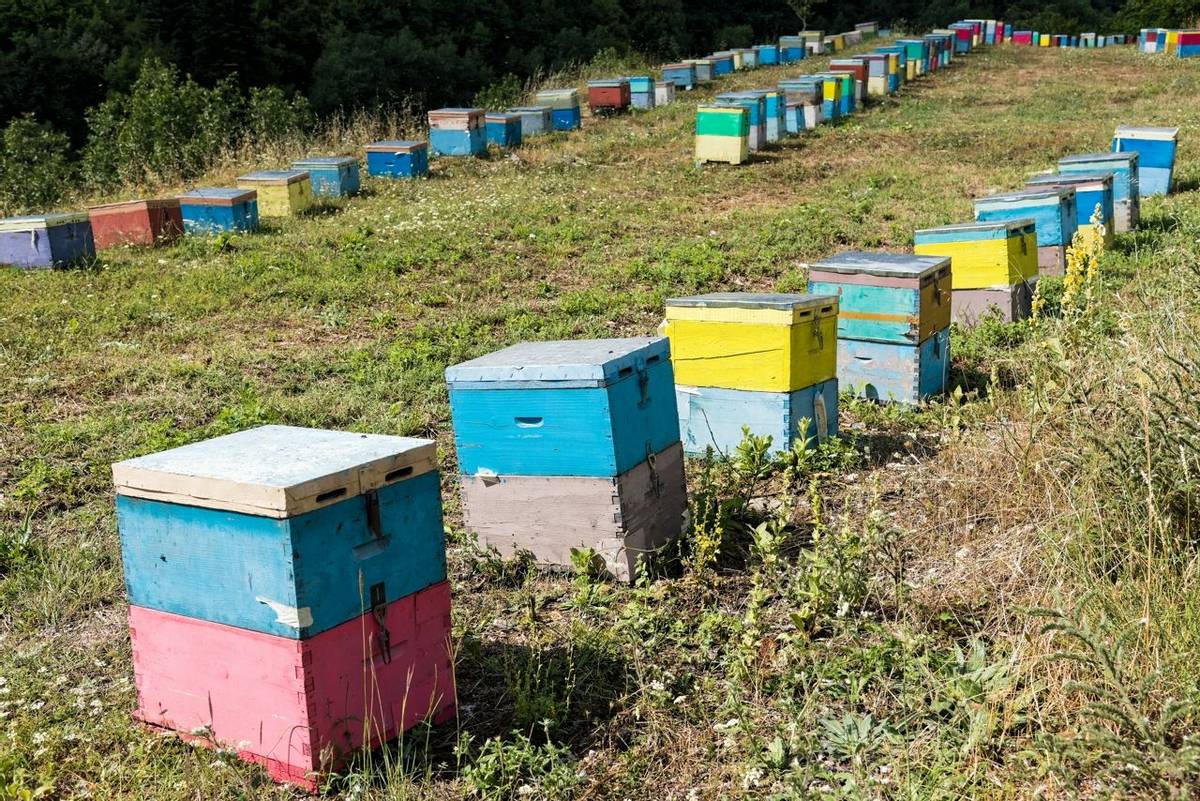 Colorful beehives in a field with trees near Mount Olympus in Greece