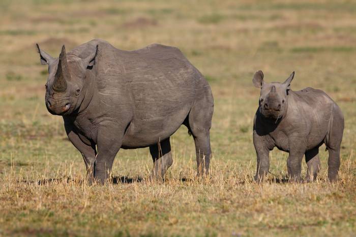 Black Rhinos, Kenya